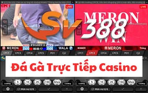 Đá Gà Trực Tiếp Casino - Trải Nghiệm Cá Cược Đá Gà Hấp Dẫn Tại SV388